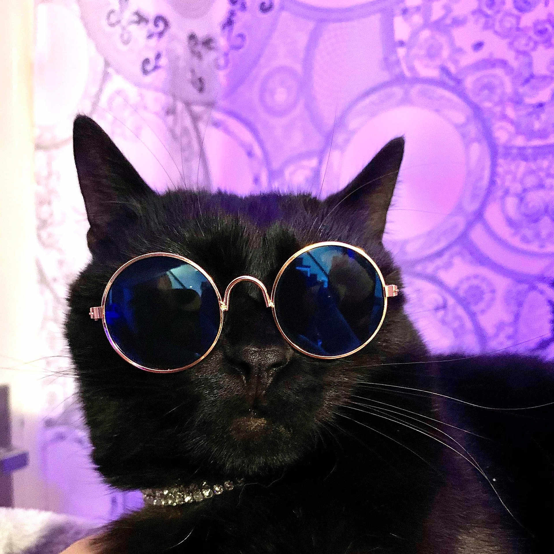 Bébert D'Amour a rejoint le concours — aidez-le/la à gagner de superbes lots ! blue, carnivore, cat, cobalt_blue, collar, electric_blue, felidae, fur, goggles, iris, lavender, purple, small_to_medium_sized_cats, snout, sunglasses, terrestrial_animal, vertebrate, violet, whiskers
