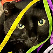 Boo Boo Boy joined the competition — help win amazing prizes! cat, black_cat, ribbons, colorful, close_up, pet, animal, indoor, playful, curious, eyes, whiskers, fur, texture, bright, decorative, entangled, soft, cute, mischievous