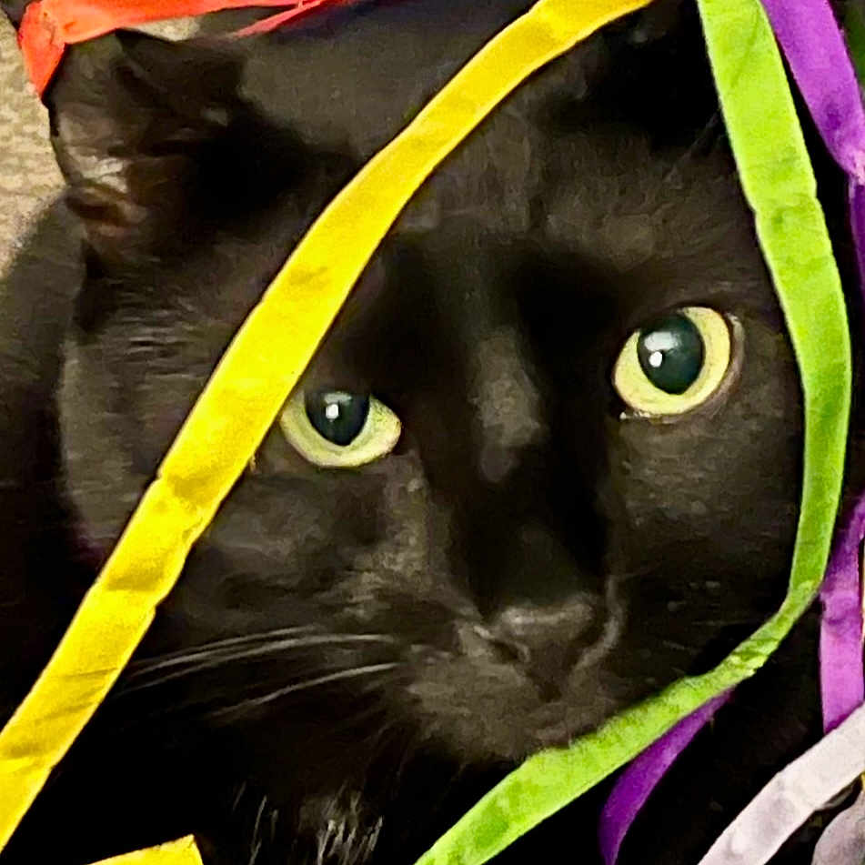 Boo Boo Boy joined the competition — help win amazing prizes! animal, black_cat, bright, cat, close_up, colorful, curious, cute, decorative, entangled, eyes, fur, indoor, mischievous, pet, playful, ribbons, soft, texture, whiskers