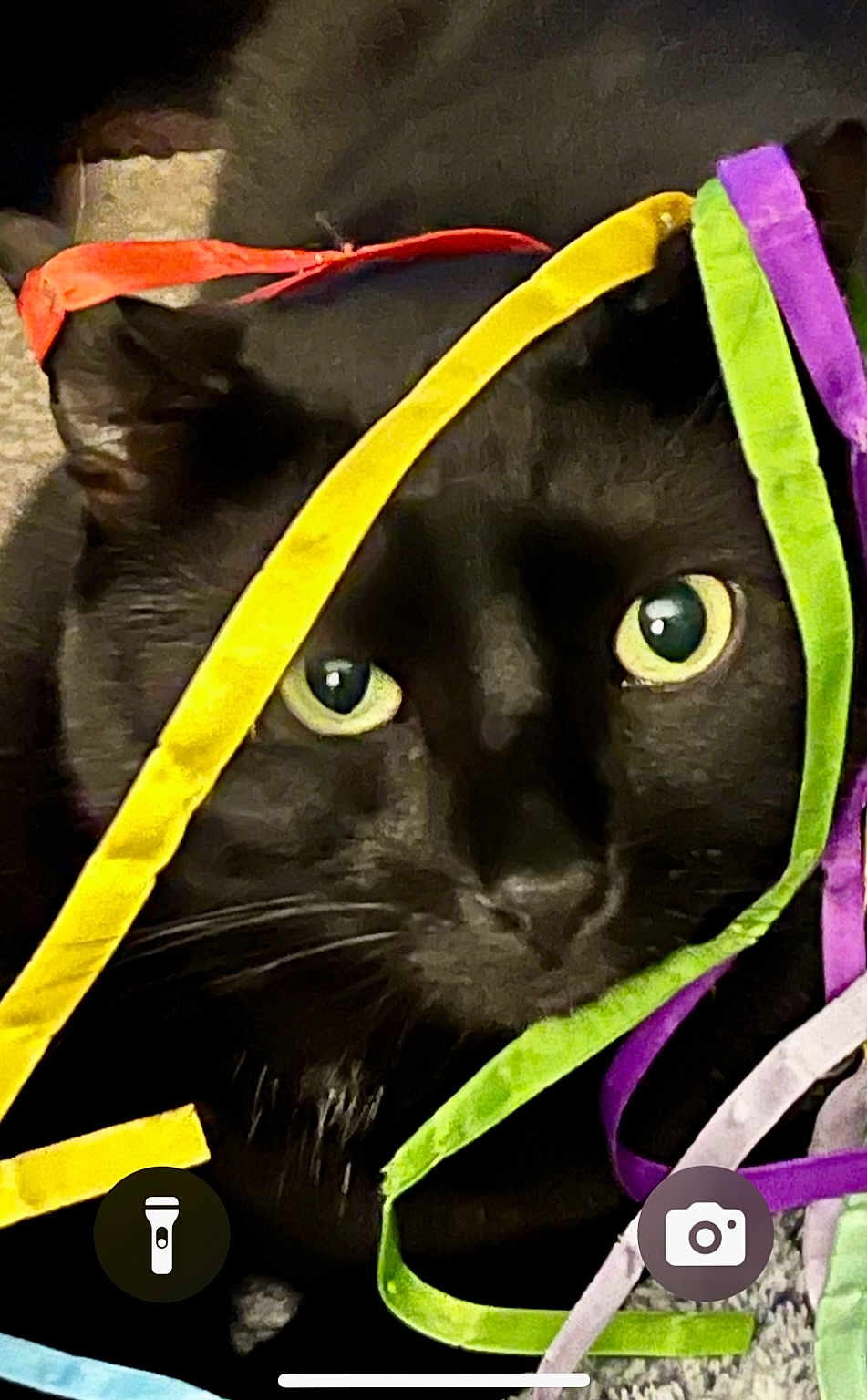 Boo Boo Boy joined the competition — help win amazing prizes! cat, black_cat, ribbons, colorful, close_up, pet, animal, indoor, playful, curious, eyes, whiskers, fur, texture, bright, decorative, entangled, soft, cute, mischievous