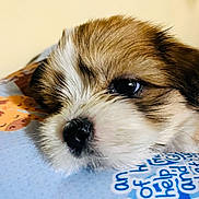 Chi-Chi is registered to the contest to win money with this photo: puppy, dog, close_up, fur, cute, animal, pet, resting, face, nose, eye, soft, brown, white, black, indoor, expression, adorable, young, sleepy
