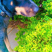 Blue joined the competition — help win amazing prizes! dog, animal, pet, outdoor, greenery, bush, leaves, nature, side_view, canine, collar, pavement, close_up, curious, fur, black_and_tan, snout, ears, paw, daylight