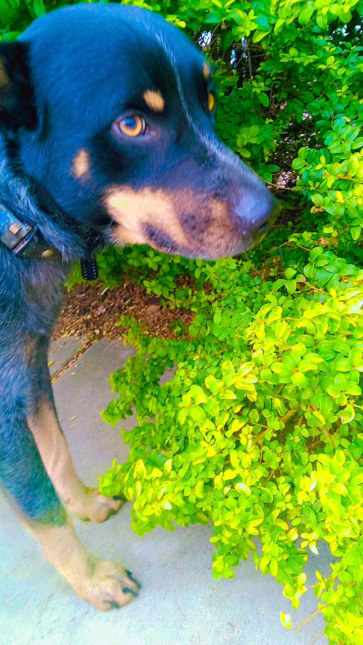 Blue joined the competition — help win amazing prizes! dog, animal, pet, outdoor, greenery, bush, leaves, nature, side_view, canine, collar, pavement, close_up, curious, fur, black_and_tan, snout, ears, paw, daylight