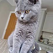 Becky joined the competition — help win amazing prizes! kitten, gray_cat, pet, feline, indoor, tablecloth, curious, whiskers, ears, tail, paws, eyes, fur, domestic_animal, home, kitchen, polka_dot, cute, small, animal