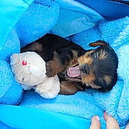 Opium participe au concours pour gagner de l'argent avec cette photo : carnivoran, child, dog, dog_breed, dog_breed_group, dog_like_mammal, mammal, nap, puppy, skin, sleep, terrier, vertebrate, yorkshire_terrier