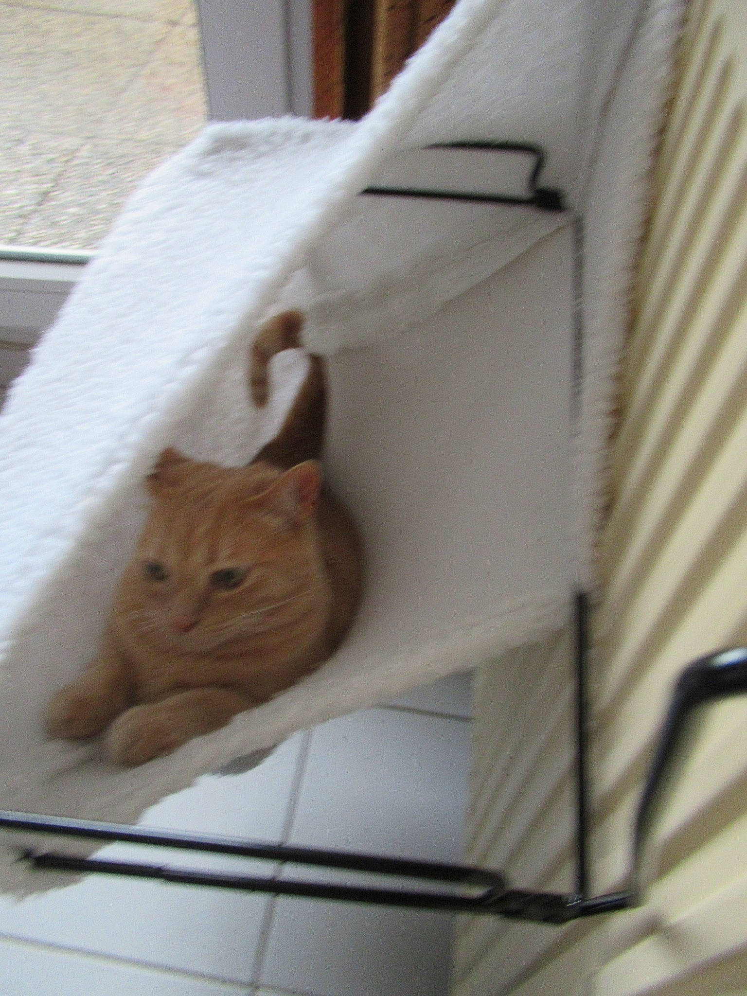 Loco a rejoint le concours — aidez-le/la à gagner de superbes lots ! carnivore, cat, domestic_short_haired_cat, fawn, felidae, fur, kitten, small_to_medium_sized_cats, whiskers