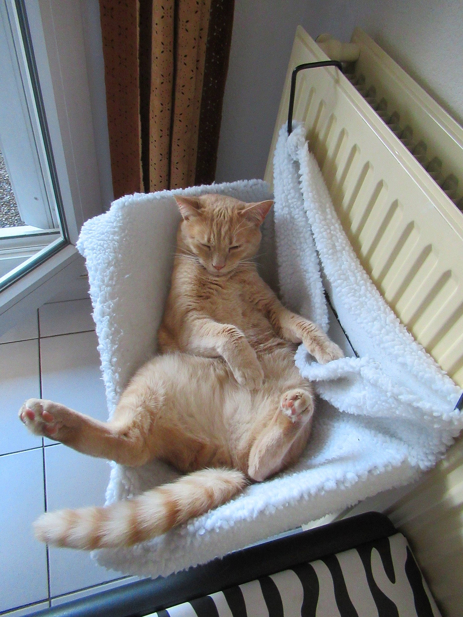 Loco a rejoint le concours — aidez-le/la à gagner de superbes lots ! asian, carnivore, cat, comfort, domestic_short_haired_cat, dragon_li, european_shorthair, fawn, felidae, fur, furniture, kitten, nap, small_to_medium_sized_cats, tabby_cat, tail, whiskers