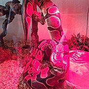 Jackson participe au concours pour gagner de l'argent avec cette photo : art, flesh, magenta, pink, red