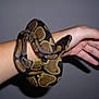 Jackson a rejoint le concours — aidez-le/la à gagner de superbes lots ! arm, boa_constrictor, boas, finger, hand, kingsnake, nail, reptile, scaled_reptile, serpent, snake, thumb, vertebrate