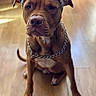 Blue participe au concours pour gagner de l'argent avec cette photo : dog, pit_bull, brown_dog, tiara, crown, chain, collar, sitting, indoor, wood_floor, portrait, close_up, front_facing, serious_expression, pet, canine, short_hair, sparkly_accessory, domestic_animal, royal_pose