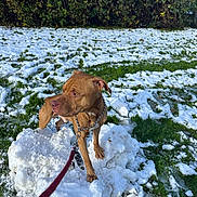 Blue participe au concours pour gagner de l'argent avec cette photo : dog, brown_dog, snow, winter, outdoor, park, grass, bushes, leash, collar, chain_collar, standing, animal, pet, short_fur, muscular, portrait, nature, snowy_ground, daylight