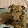 dog, brown_dog, pit_bull, pet, animal, portrait, close_up, indoors, couch, blanket, chain_collar, lying_down, crossed_paws, floppy_ears, wrinkles, short_hair, brown_eyes, serious_expression, living_room, photography