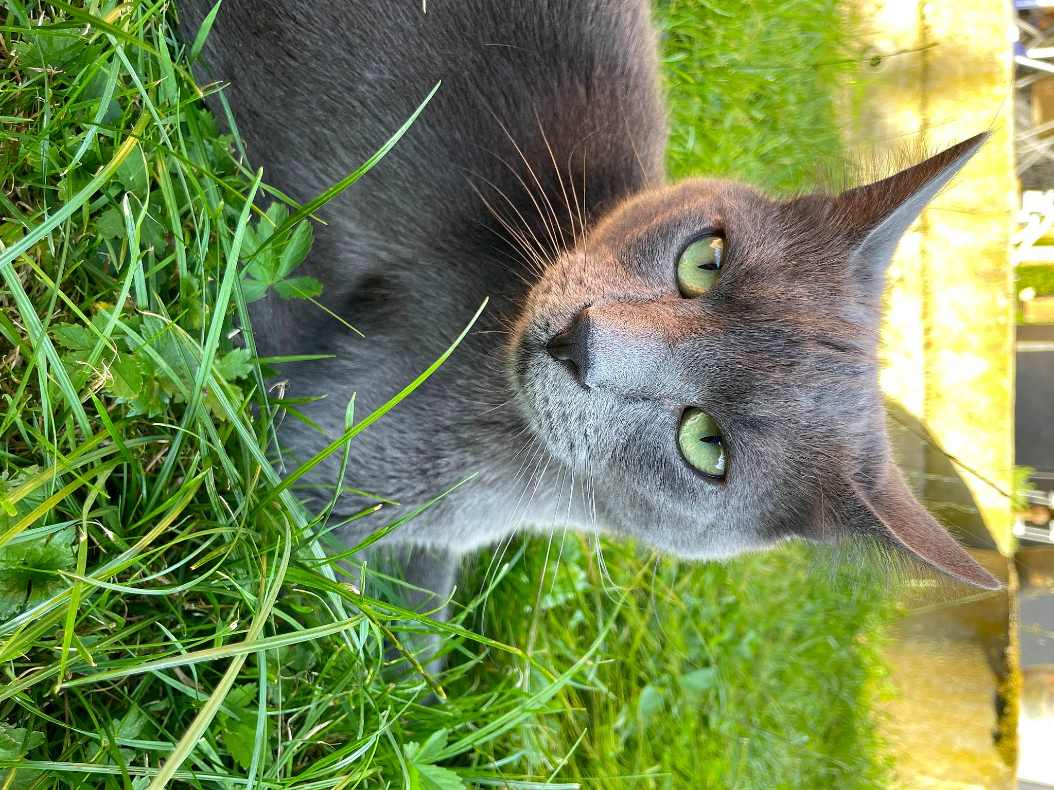 Grisouille participe au concours pour gagner de l'argent avec cette photo : carnivore, cat, domestic_short_haired_cat, eye, fawn, felidae, fur, grass, groundcover, herb, plant, russian_blue, small_to_medium_sized_cats, snout, tail, terrestrial_animal, whiskers, wildlife, window, working_animal