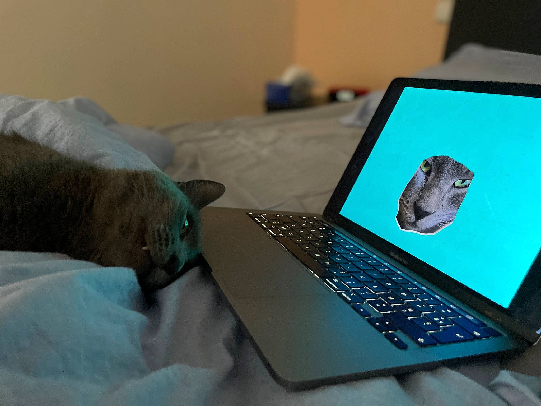 Grisouille participe au concours pour gagner de l'argent avec cette photo : cat, comfort, computer, computer_hardware, computer_keyboard, display_device, electric_blue, felidae, gadget, input_device, laptop, multimedia, netbook, office_equipment, output_device, peripheral, personal_computer, space_bar, tableware, touchpad