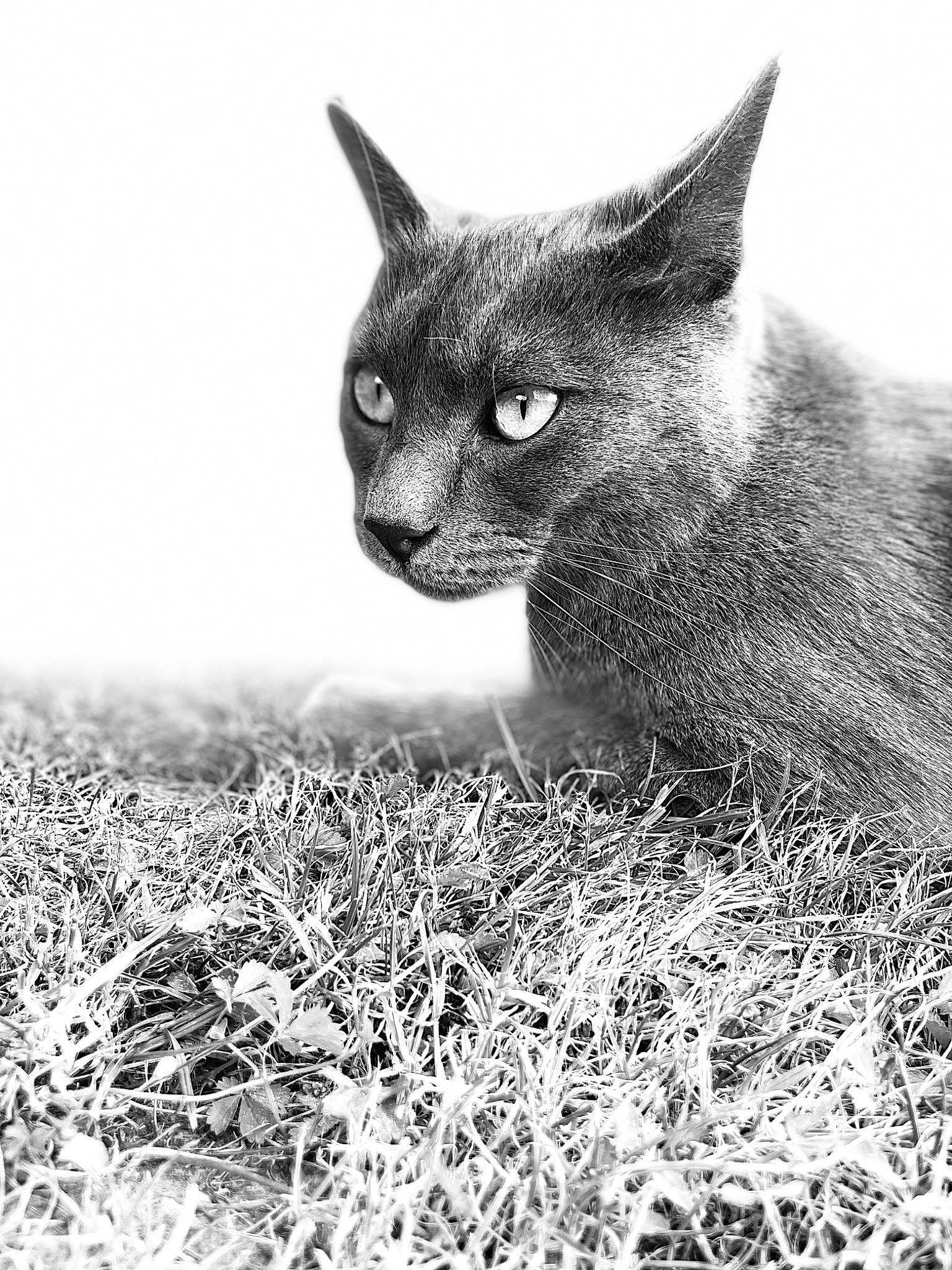 Grisouille participe au concours pour gagner de l'argent avec cette photo : carnivore, cat, domestic_short_haired_cat, eye, felidae, fur, grass, head, iris, monochrome, monochrome_photography, plant, small_to_medium_sized_cats, snout, stock_photography, tail, terrestrial_animal, tree, whiskers, wildlife