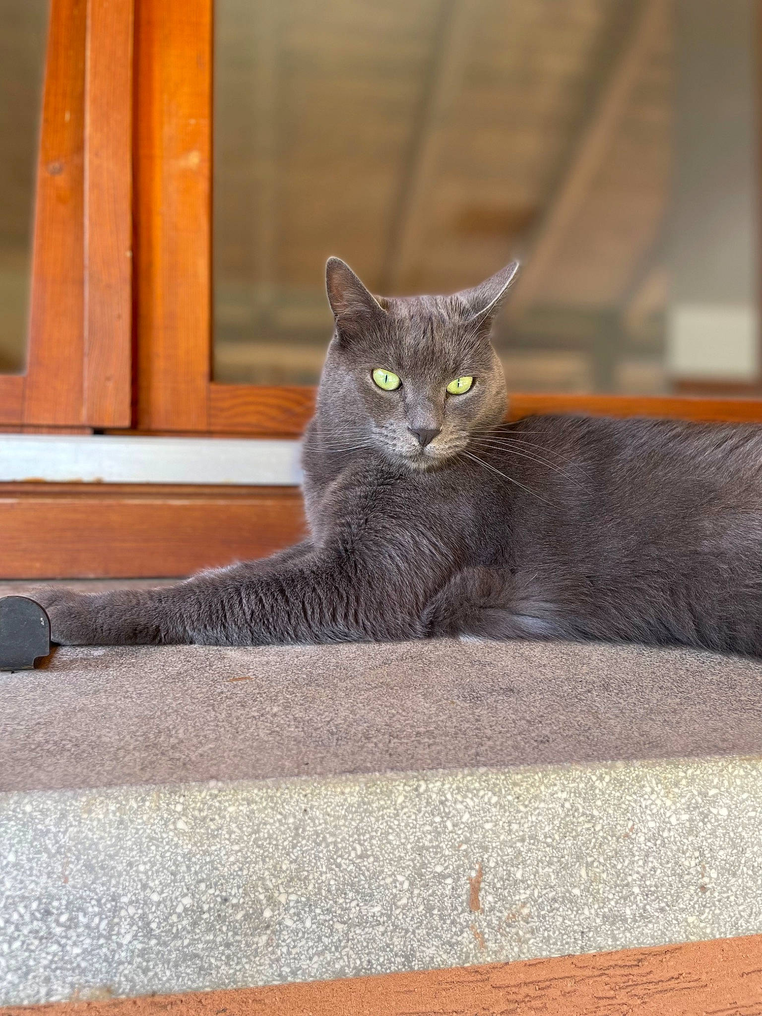 Grisouille participe au concours pour gagner de l'argent avec cette photo : carnivore, cat, claw, concrete, domestic_short_haired_cat, fawn, felidae, flooring, fur, grey, russian_blue, sitting, small_to_medium_sized_cats, snout, tail, terrestrial_animal, whiskers, wildlife, window, wood
