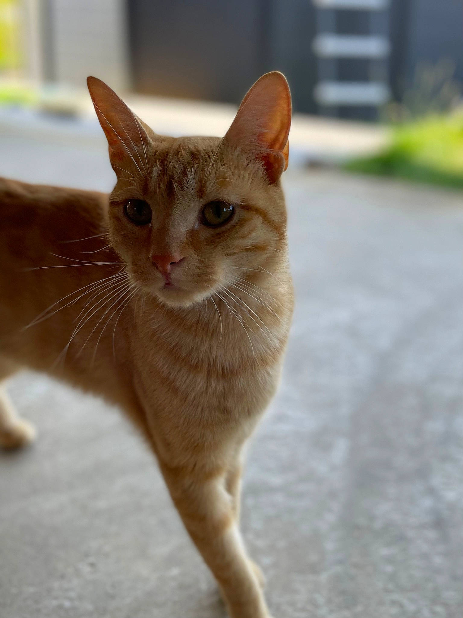 Roucki participe au concours pour gagner de l'argent avec cette photo : carnivore, cat, claw, domestic_short_haired_cat, eye, fawn, felidae, fur, grass, paw, small_to_medium_sized_cats, snout, tail, terrestrial_animal, whiskers, wildlife