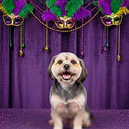 Rosie is registered to the contest to win money with this photo: dog, happy, smiling, portrait, mardi_gras, mask, feathers, purple, gold_coins, festive, celebration, beads, costume, decorations, indoor, pet, cute, animal, table, background