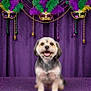 dog, happy, smiling, portrait, mardi_gras, mask, feathers, purple, gold_coins, festive, celebration, beads, costume, decorations, indoor, pet, cute, animal, table, background