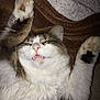Zao participe au concours pour gagner de l'argent avec cette photo : cat, fluffy, paws, sleeping, teeth, whiskers, fur, closeup, pet, relaxed, cute, indoor, animal, tabby, white, brown, cozy, blanket, resting, adorable