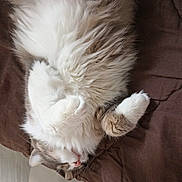 Zao participe au concours pour gagner de l'argent avec cette photo : cat, sleeping, fluffy, fur, white, grey, paws, curled_up, bed, blanket, cozy, resting, indoor, pet, animal, cute, relaxed, soft, whiskers, napping