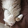 cat, sleeping, fluffy, fur, white, grey, paws, curled_up, bed, blanket, cozy, resting, indoor, pet, animal, cute, relaxed, soft, whiskers, napping