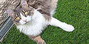 Zao a rejoint le concours — aidez-le/la à gagner de superbes lots ! cat, animal, pet, feline, fluffy, golden_eyes, grass, green, outdoor, stone_wall, curious, lying_down, whiskers, tail, ears, white_paws, nature, domestic_cat, relaxed, daylight