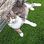 cat, animal, pet, feline, fluffy, golden_eyes, grass, green, outdoor, stone_wall, curious, lying_down, whiskers, tail, ears, white_paws, nature, domestic_cat, relaxed, daylight