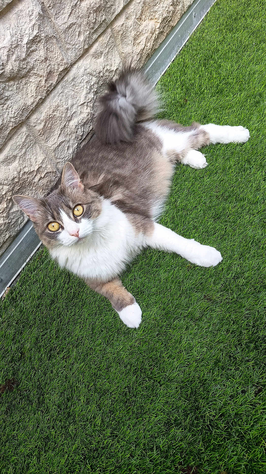 Zao a rejoint le concours — aidez-le/la à gagner de superbes lots ! cat, animal, pet, feline, fluffy, golden_eyes, grass, green, outdoor, stone_wall, curious, lying_down, whiskers, tail, ears, white_paws, nature, domestic_cat, relaxed, daylight