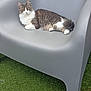 Zao a rejoint le concours — aidez-le/la à gagner de superbes lots ! cat, gray_cat, white_cat, chair, plastic_chair, outdoor, grass, artificial_grass, pet, animal, feline, relaxing, resting, fur, whiskers, ears, paws, looking, calm, modern_furniture