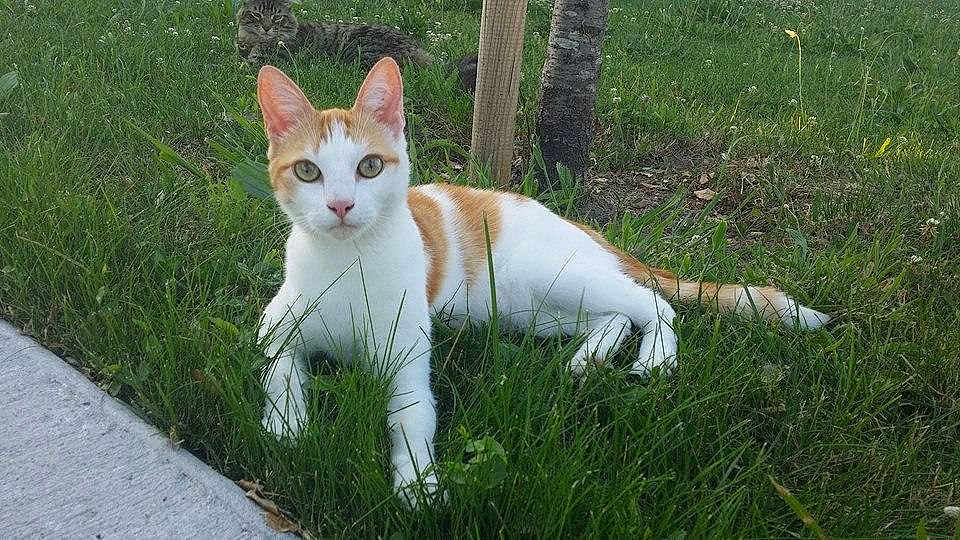 Kyo