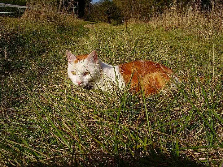 Chouchou