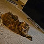 animal, beige, brown, carpet, cat, cozy, curious, domestic, feline, fluffy, fur, home, indoor, living_room, long_hair, pet, relaxed, resting, rug, television