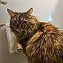 animal, bathroom, brown, cat, close_up, curious, domestic, ears, eyes, feline, fluffy, fur, indoor, long_hair, mammal, pet, portrait, striped, towel, whiskers