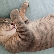 Billie Jean is registered to the contest to win money with this photo: adorable, animal, cat, closeup, cozy, cute, domestic_cat, feline, fur, indoors, kitten, paws, pet, relaxed, resting, sleeping, soft, tabby, whiskers, young