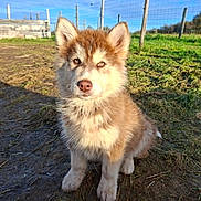 Aïko a rejoint le concours — aidez-le/la à gagner de superbes lots ! puppy, dog, husky, outdoor, grass, mud, fence, sunlight, blue_sky, animal, cute, young, pet, canine, nature, playing, fur, sitting, two_dogs, daytime