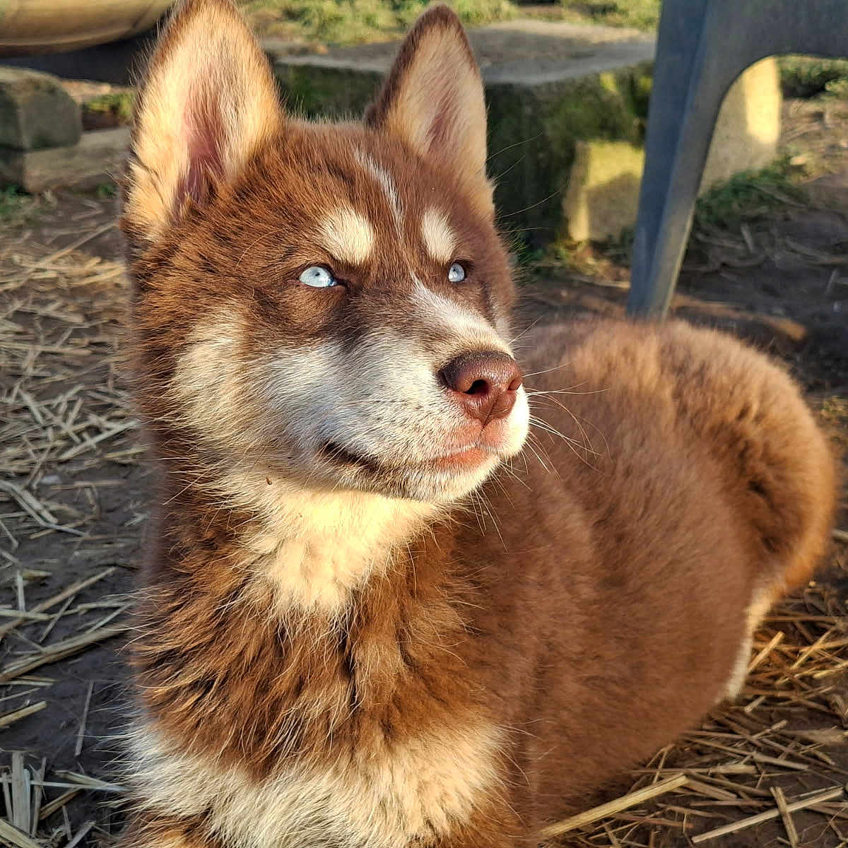 Amarok participe au concours pour gagner de l'argent avec cette photo : animal, blue_eyes, brown_fur, chair_leg, close_up, daylight, dog, ears, fur, grass, looking_away, nature, nose, outdoor, pet, puppy, siberian_husky, straw, sunlight, white_fur