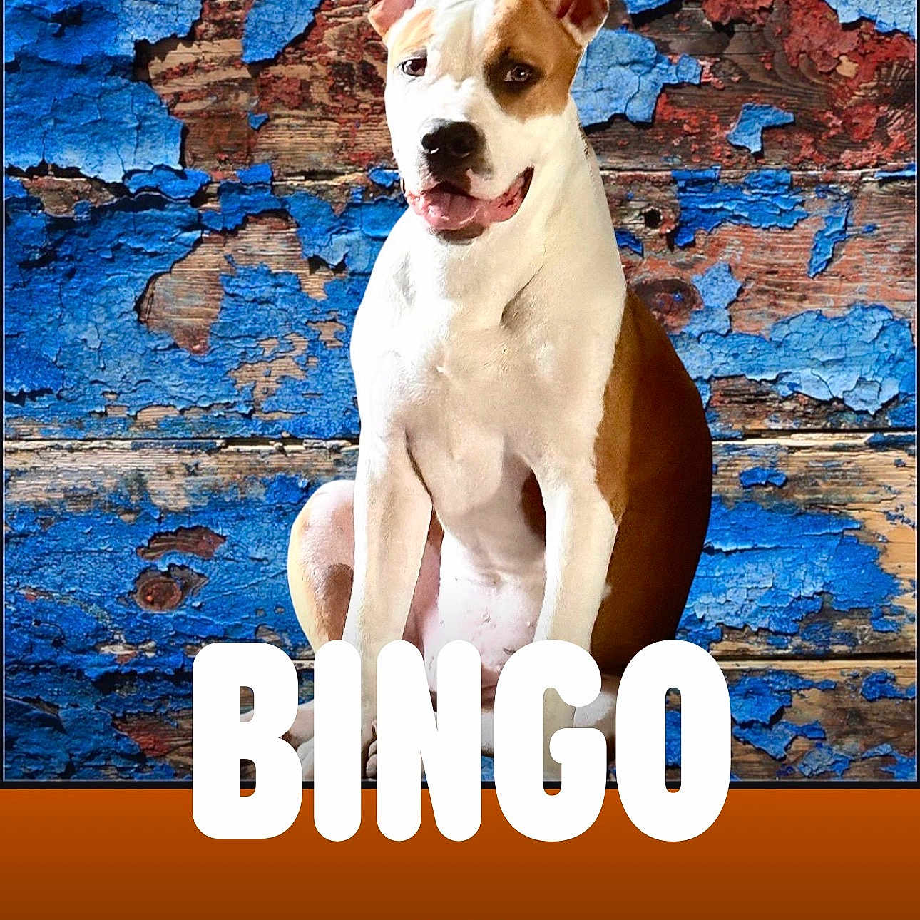 Bingo