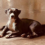 Grecia is registered to the contest to win money with this photo: alert, animal, background, brown_coat, calm, canine, dog, domestic, ears, floor, indoor, light, lying_down, muscular, paws, pet, portrait, relaxed, shadow, white_chest