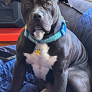 Astro is registered to the contest to win money with this photo: animal, attentive, black_dog, blue_collar, canine, collar, dog, furniture, home, indoor, muscular, pet, quilted_blanket, red_shelf, resting, sitting, smartphone, speaker, tags, white_chest_patch