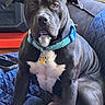 animal, attentive, black_dog, blue_collar, canine, collar, dog, furniture, home, indoor, muscular, pet, quilted_blanket, red_shelf, resting, sitting, smartphone, speaker, tags, white_chest_patch