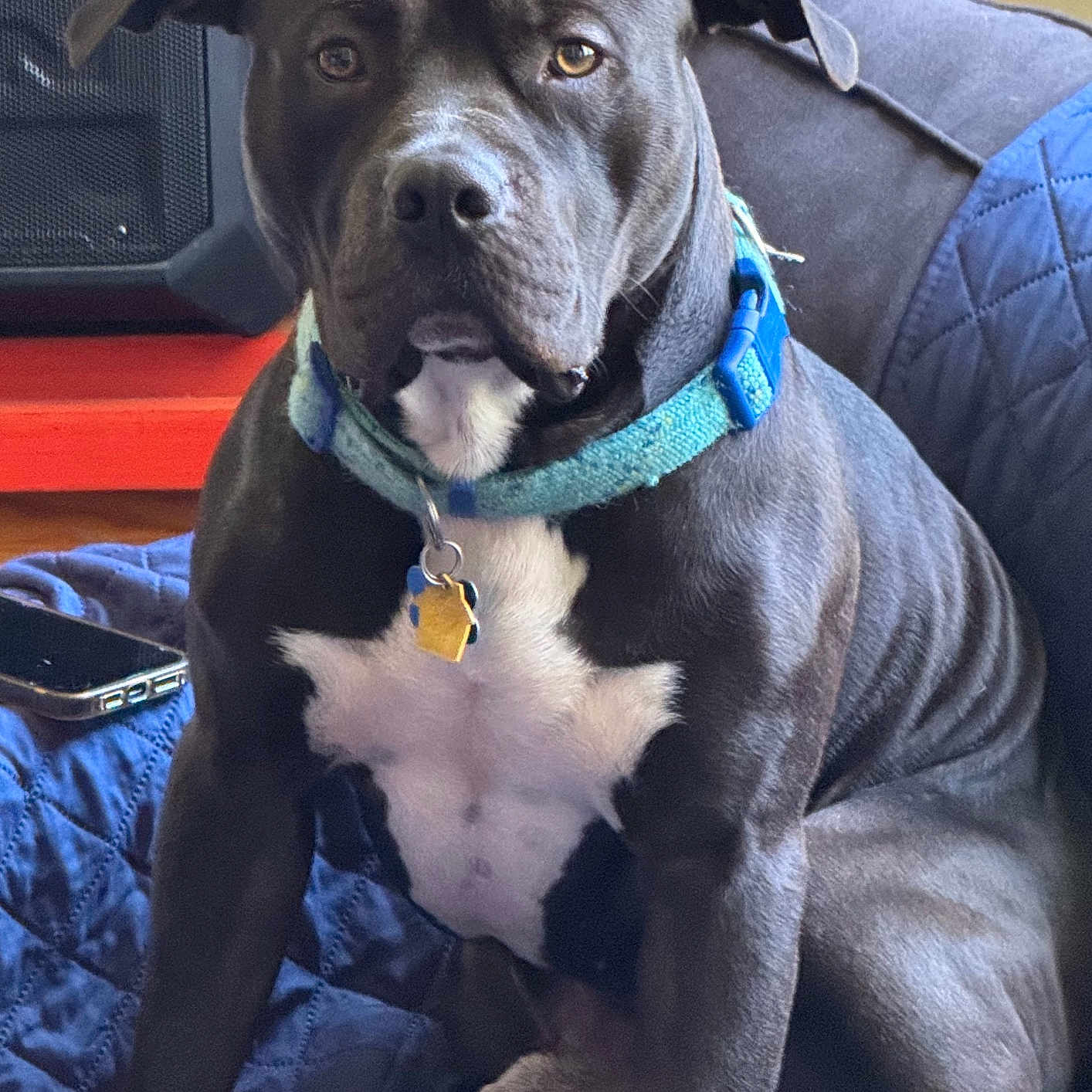 Astro is registered to the contest to win money with this photo: animal, attentive, black_dog, blue_collar, canine, collar, dog, furniture, home, indoor, muscular, pet, quilted_blanket, red_shelf, resting, sitting, smartphone, speaker, tags, white_chest_patch