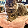 cat, fluffy, pet, indoor, blanket, fur, animal, relaxing, soft, pink, collar, bell, cute, domestic, mammal, whiskers, focus, portrait, feline, home