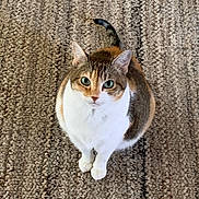 Maggie joined the competition — help win amazing prizes! animal, brown_fur, carpet, cat, curious, cute, domestic_cat, ears, floor, fur, green_eyes, indoor, looking_up, orange_fur, pet, sitting, tabby, tail, whiskers, white_fur