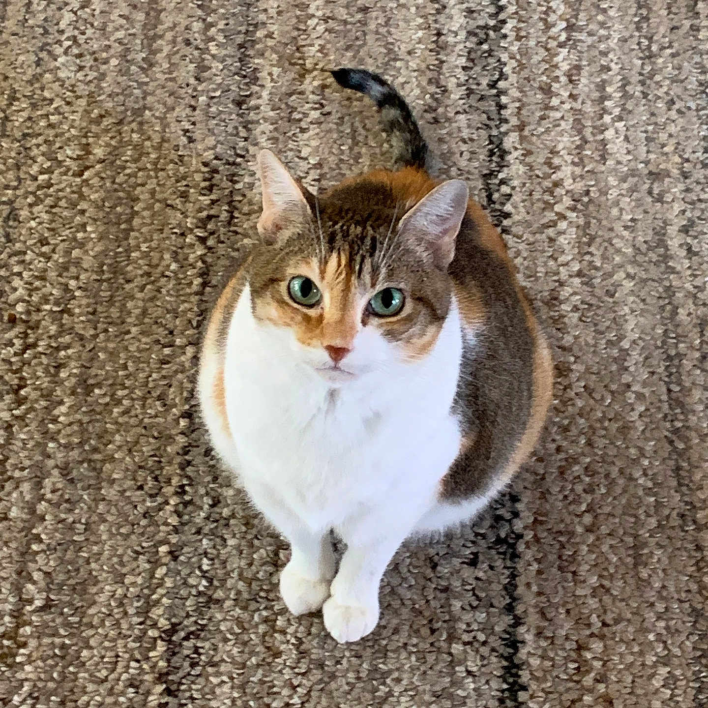 Maggie