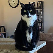 Jeeves joined the competition — help win amazing prizes! cat, tuxedo_cat, indoor, kitchen_counter, clock, shelf, framed_photos, furniture, pet, animal, black_and_white, sitting, looking, green_eyes, domestic_cat, household, cozy, fur, whiskers, curious