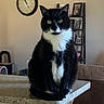 cat, tuxedo_cat, indoor, kitchen_counter, clock, shelf, framed_photos, furniture, pet, animal, black_and_white, sitting, looking, green_eyes, domestic_cat, household, cozy, fur, whiskers, curious