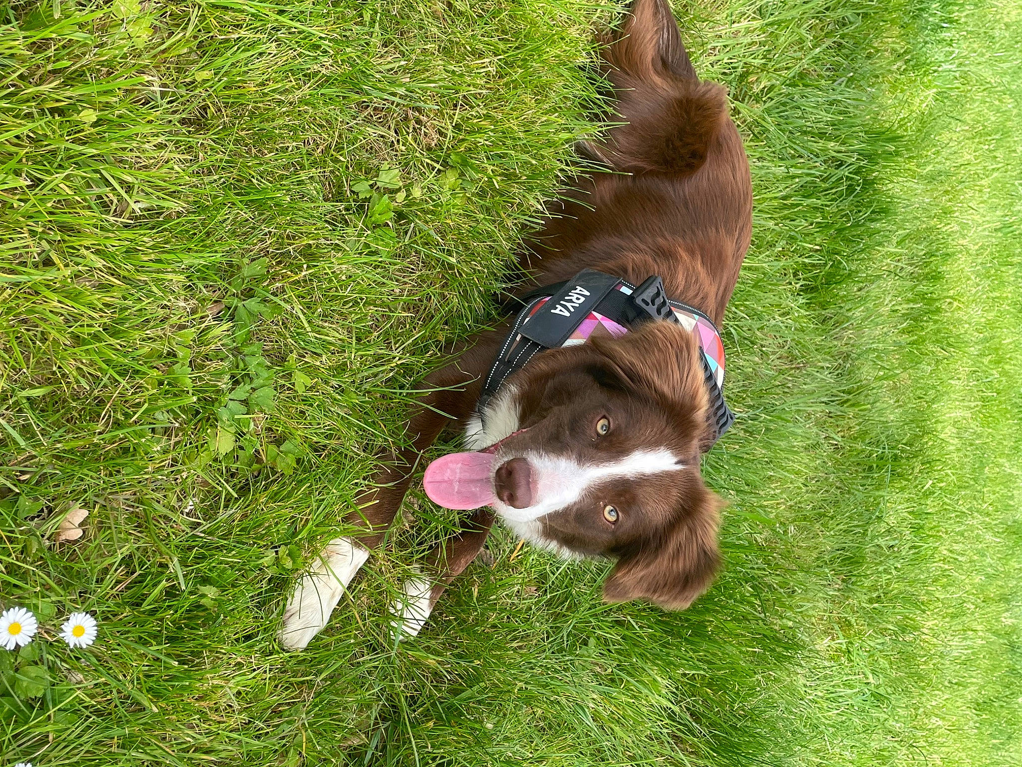 Arya participe au concours pour gagner de l'argent avec cette photo : canidae, carnivore, collar, companion_dog, dog, dog_breed, dog_collar, fawn, grass, groundcover, gun_dog, hunting_dog, liver, snout, spaniel, sporting_group, tail, terrestrial_animal, working_animal