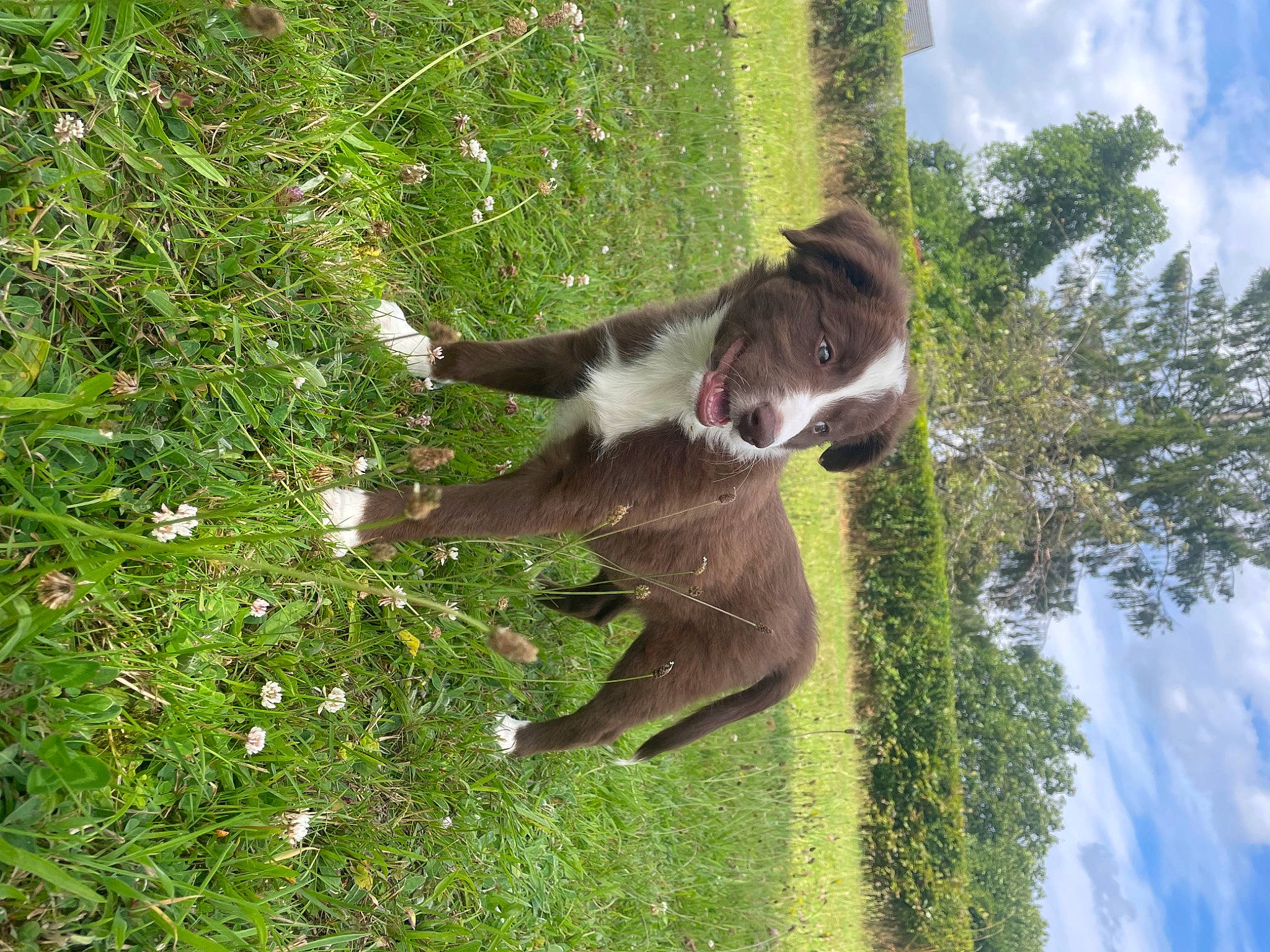 Arya participe au concours pour gagner de l'argent avec cette photo : canidae, carnivore, cloud, dog, dog_breed, fawn, flower, grass, grass_family, groundcover, herbaceous_plant, plant, sky, sporting_group, tail, terrestrial_animal, tree, trunk, water, wildlife