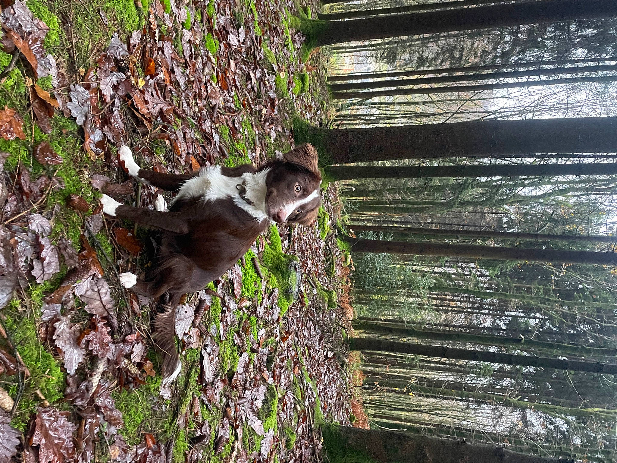 Arya participe au concours pour gagner de l'argent avec cette photo : carnivore, cat, domestic_short_haired_cat, felidae, grass, groundcover, plant, plant_stem, shrub, small_to_medium_sized_cats, tail, terrestrial_animal, tree, trunk, twig, wildlife, wood